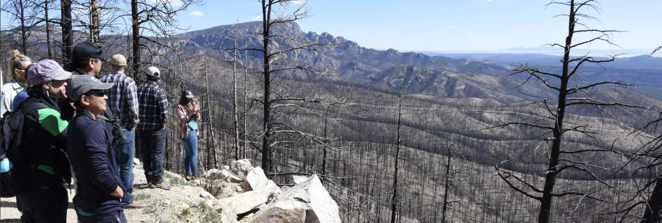 View of HPCC burn, the view looks downhill upon a forest of matchstick trees